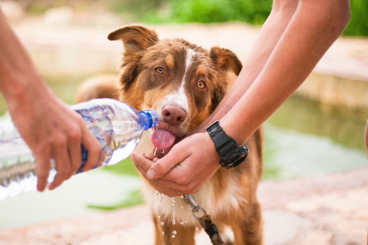 This image depicts a friendly brown and white dog with golden eyes drinking water from a person's cupped hands. A bottle of water is being poured into the hands to provide a stream for the dog to drink. The scene is outdoors, with a blurred background of greenery and water, suggesting a natural setting, such as a park or near a pond. The moment captures an act of care and connection between humans and animals.